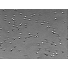 Human Peripheral Blood CD3+ T Cells (Pan T Cells)